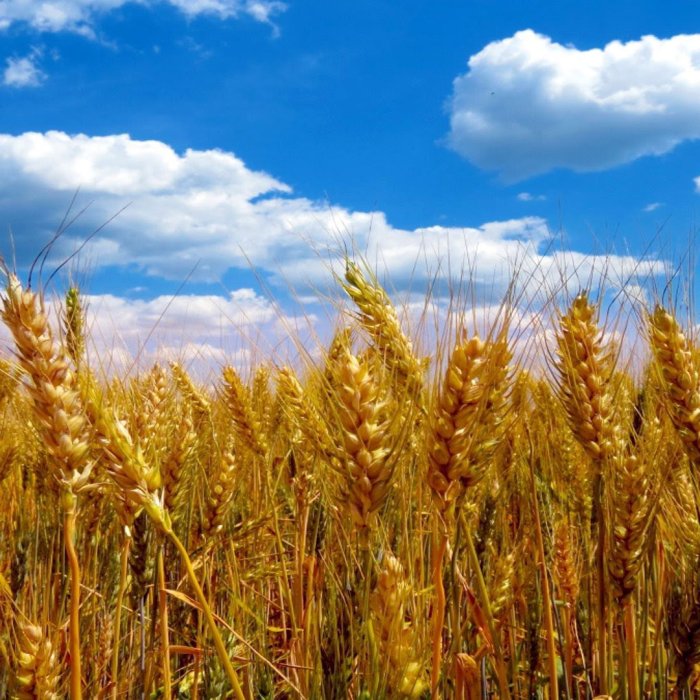 Повышение урожайности пшеницы (озимой) применением жидких удобрений КАС и раствора карбамида (мочевины).